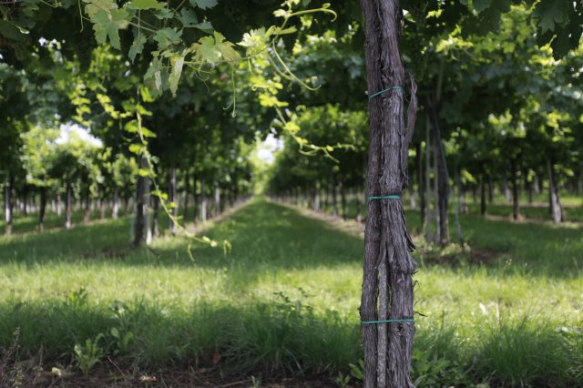 La Valpolicella